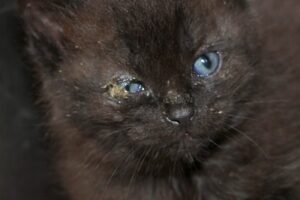 yoko yonathn yunis yorrik kinderIMG_1216we