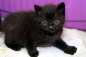 yoko yonathn yunis yorrik kinderIMG_1219we