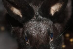 1 teenie IMG_2136we