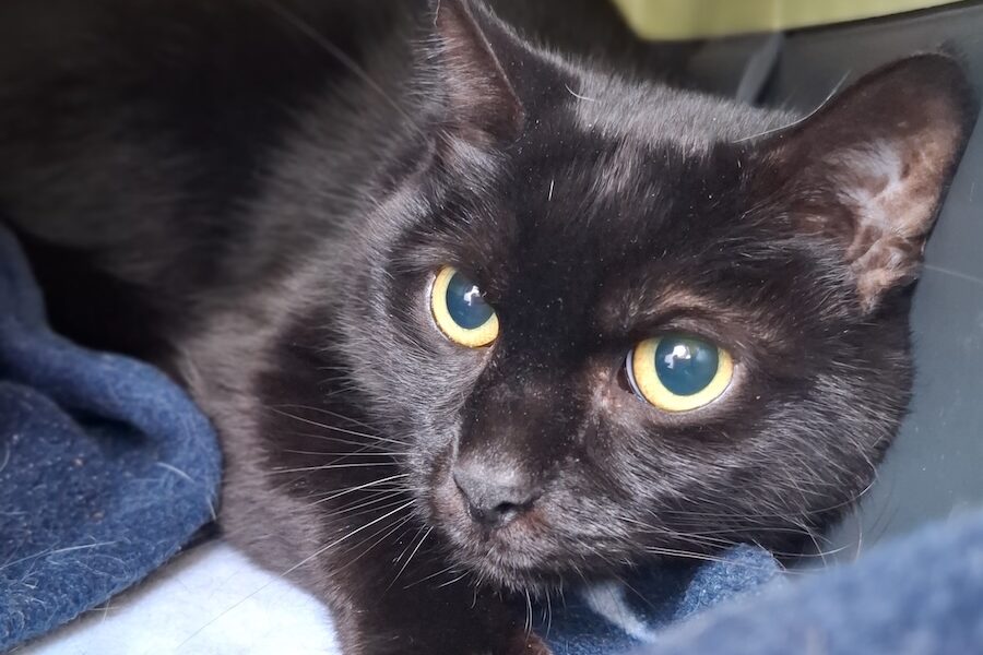 Buddy IMG_1000 Buddy IMG_1000