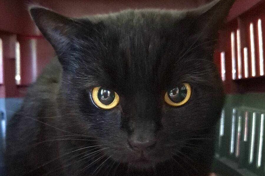 Momo IMG_1000 Momo IMG_1000