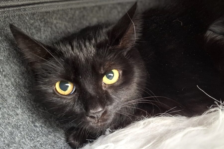 Samira IMG_1000 Samira IMG_1000