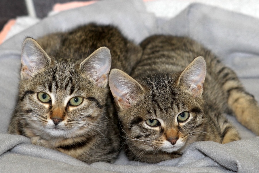 anthony aurelia IMG_4500 anthony aurelia IMG_4500