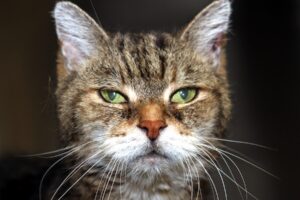 bichette IMG_4184we bichette IMG_4184we