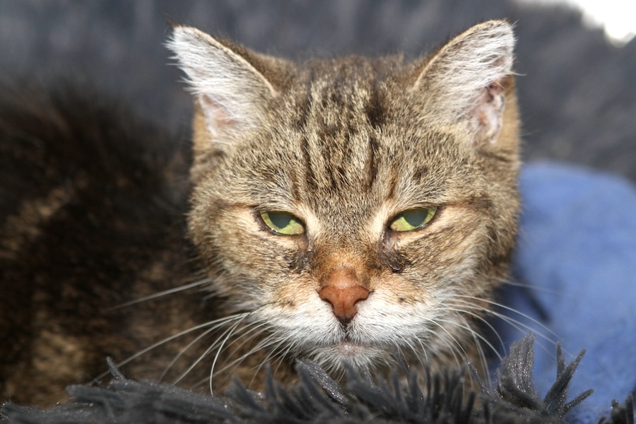 bichette IMG_4375we bichette IMG_4375we