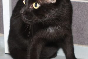 blacky zu Gismo IMG_0636we blacky zu Gismo IMG_0636we