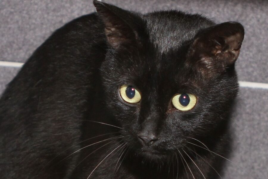 blacky zu Gismo IMG_0640we blacky zu Gismo IMG_0640we