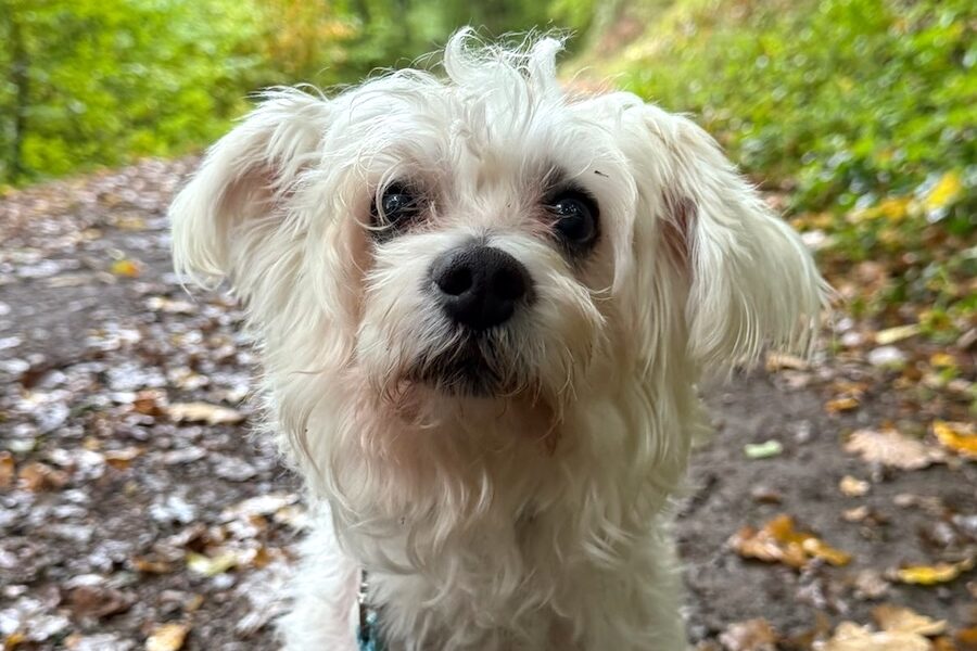 charlie bellhoerde 01 charlie bellhoerde 01