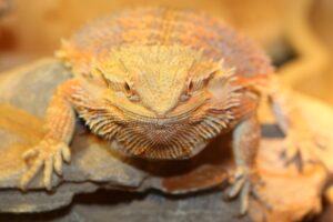 drago sphinx IMG_2277we