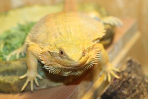 drago sphinx IMG_2281we
