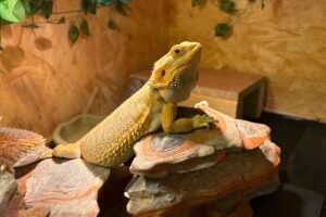 drago sphinx IMG_3000