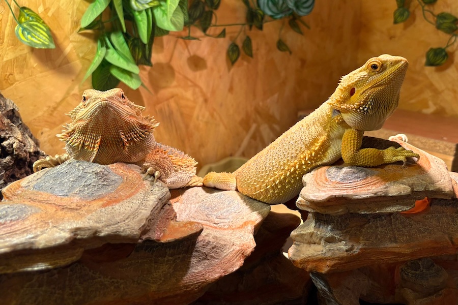 drago sphinx IMG_3001