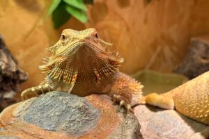 drago sphinx IMG_3002