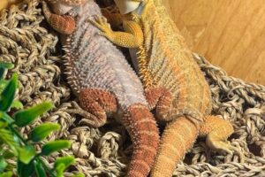 drago sphinx bartagamen