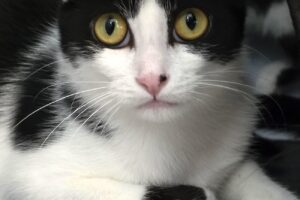 eis familie 104771 eis familie 104771