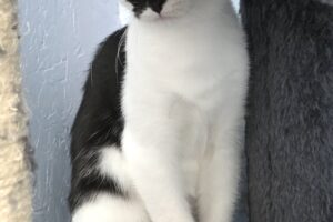 eis familie 104783 eis familie 104783