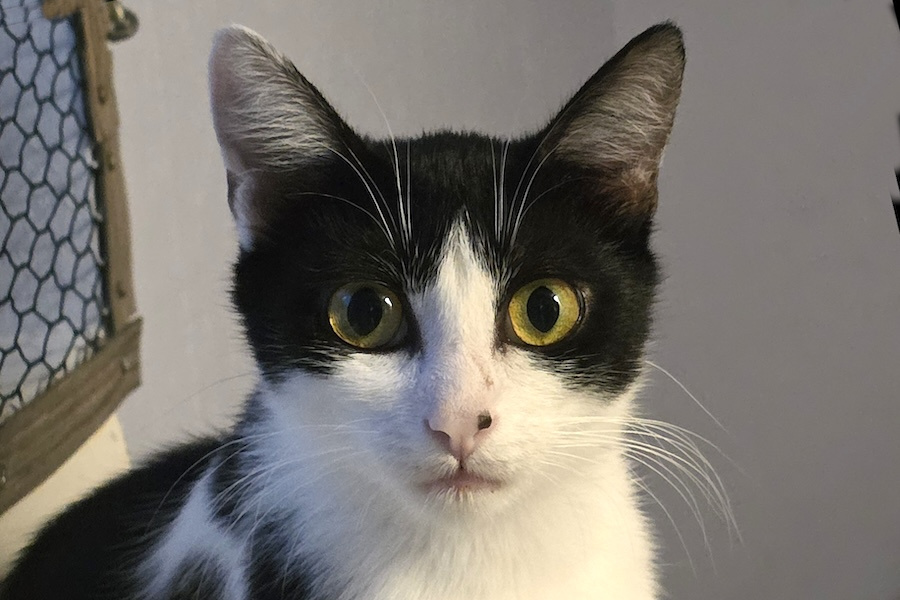 eis familie 94460 Kopie eis familie 94460 Kopie