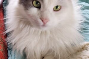 fantomas sara image0 fantomas sara image0