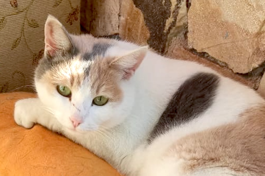 fantomas sara image10 fantomas sara image10