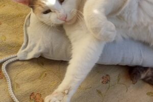 fantomas sara image4 fantomas sara image4