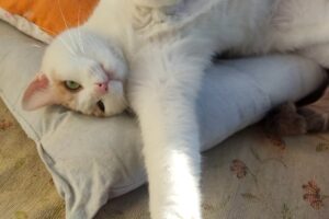 fantomas sara image7 fantomas sara image7