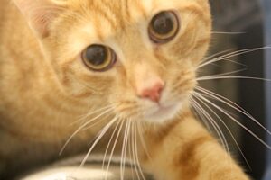 findus IMG_1542we