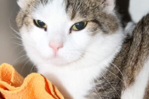 gismo zu Blacky IMG_0628we gismo zu Blacky IMG_0628we