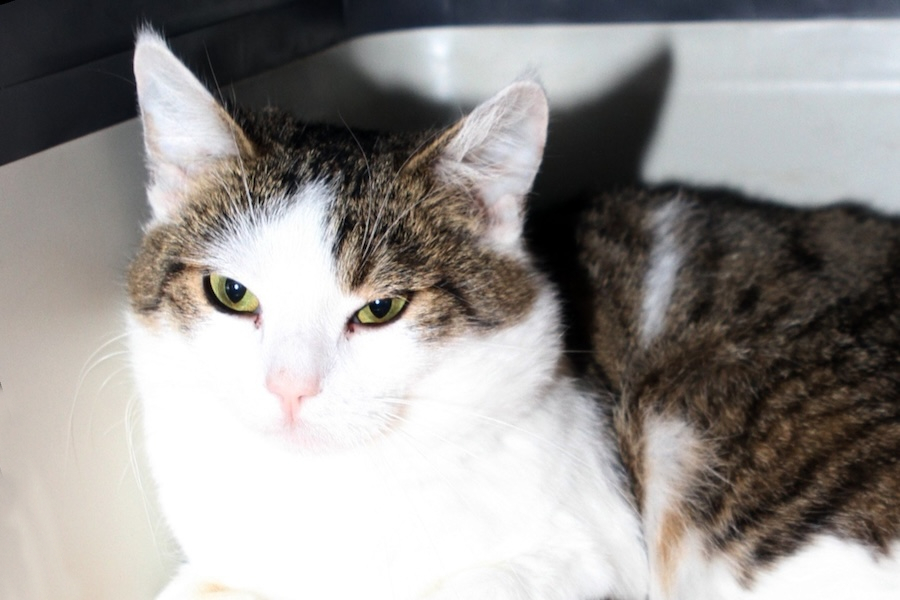 gismo zu blacky IMG_1271we gismo zu blacky IMG_1271we