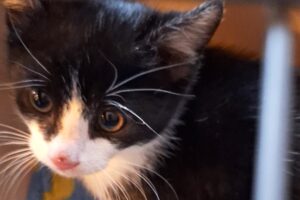 harry potter kind harry potter kind