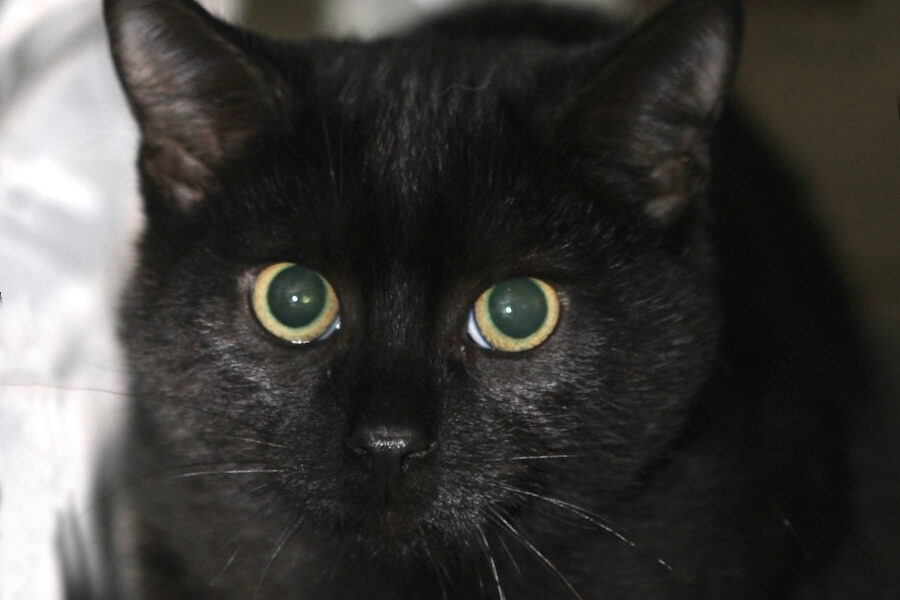 kolja IMG_2260we kolja IMG_2260we