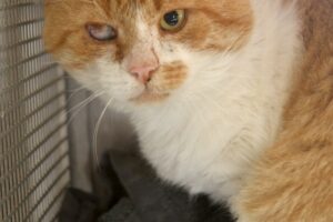 lazarus IMG_2041we