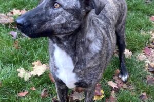 lessie IMG_5963