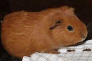 meerschweinchen IMG_2141we