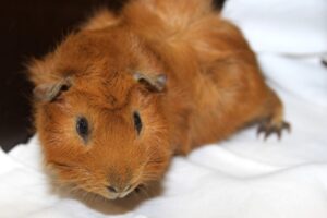 meerschweinchen MG_2143we