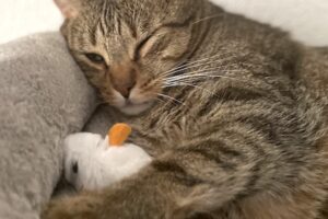 paco mailo privat IMG_2646
