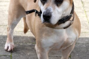 roksi IMG_2017web