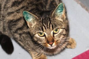 schorschi IMG_2353we schorschi IMG_2353we