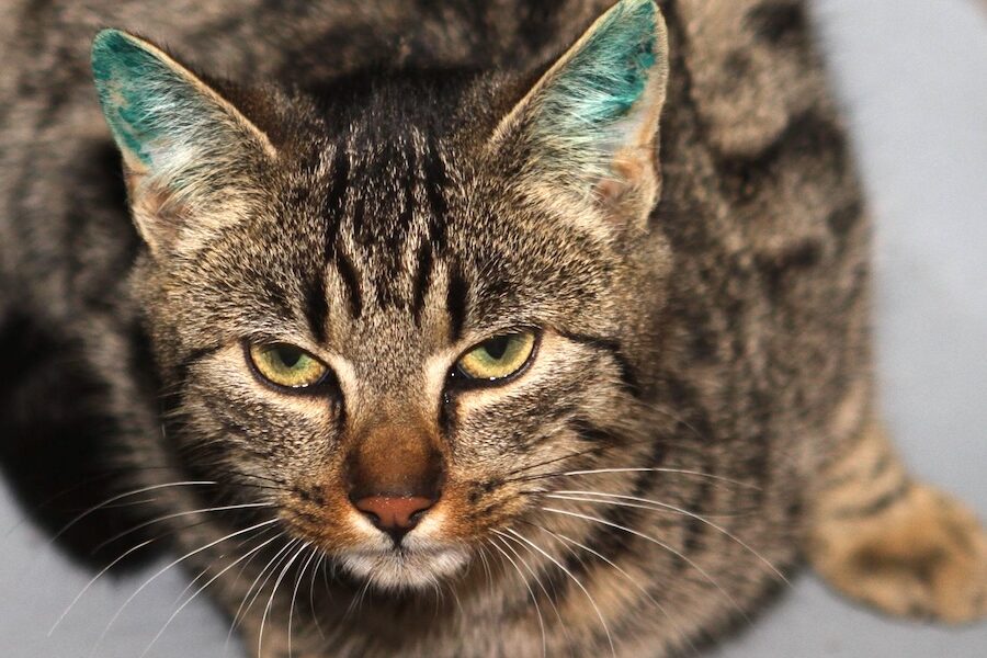 schorschiIMG_2356we schorschiIMG_2356we