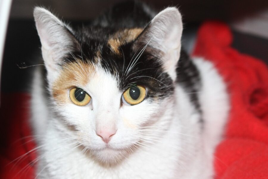 suki IMG_1709web