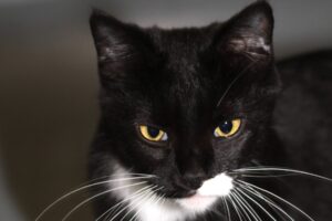 venus IMG_2238we venus IMG_2238we