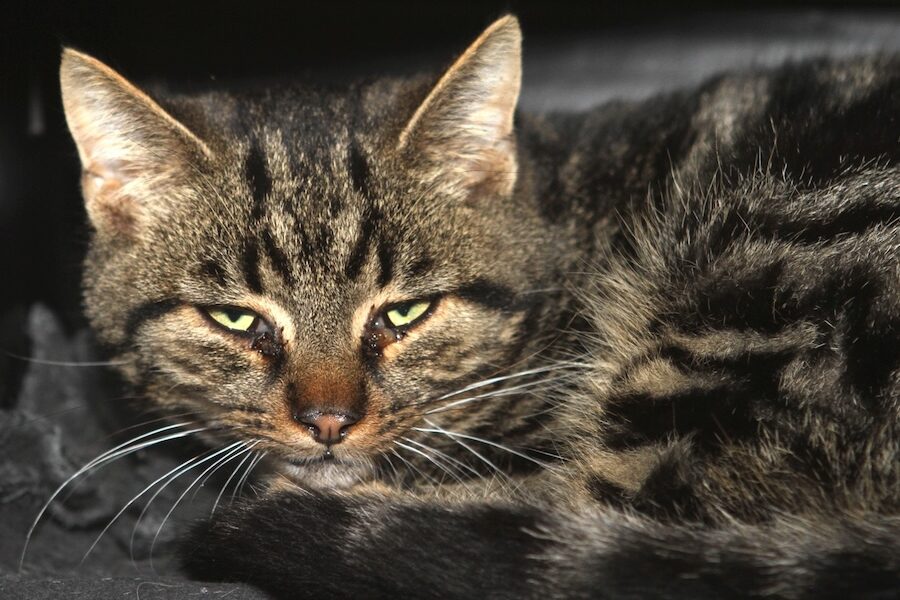 xanthos und xanthippeIMG_4157we xanthos und xanthippeIMG_4157we