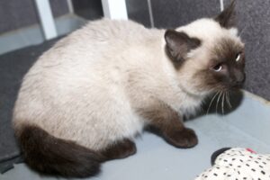 Adi beilstein SiamIMG_5035we Adi beilstein SiamIMG_5035we