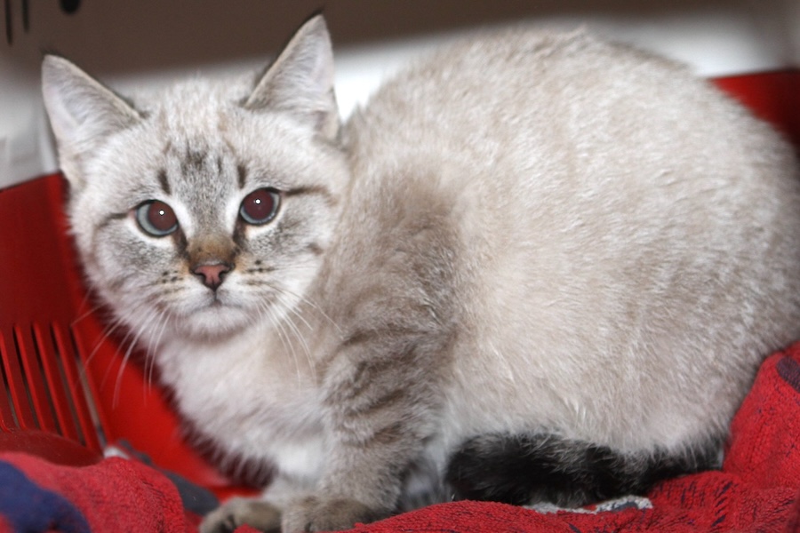 Aki BEISTEIN SIAM HELLES gESICHT IMG_5027we Aki BEISTEIN SIAM HELLES gESICHT IMG_5027we