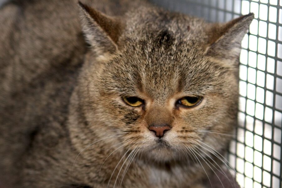 Greta IMG_5389we Greta IMG_5389we