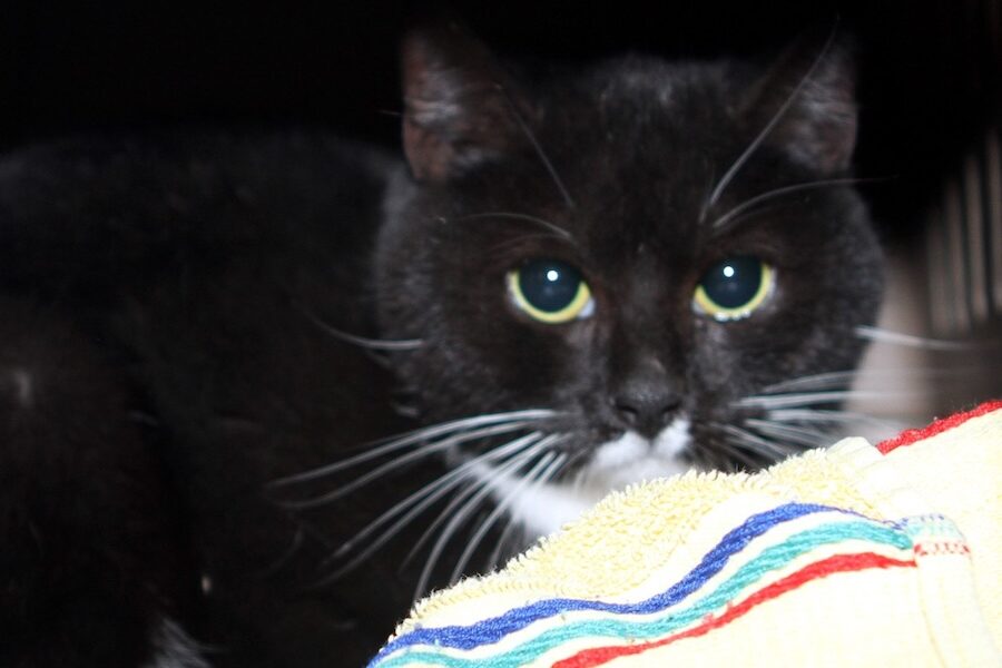 amelie IMG_5032we amelie IMG_5032we