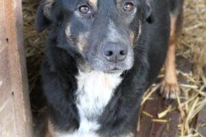 amina pfotenherz IMG001 amina pfotenherz IMG001