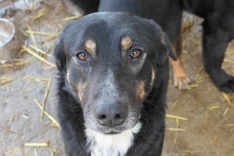 amina pfotenherz IMG002 amina pfotenherz IMG002