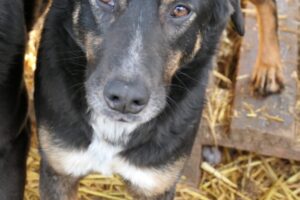 amina pfotenherz IMG003 amina pfotenherz IMG003