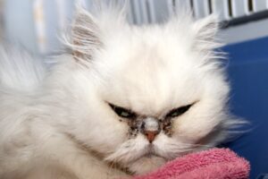 babajaga IMG_4178we babajaga IMG_4178we