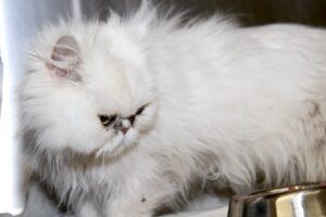 babajaga IMG_4198we babajaga IMG_4198we